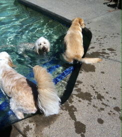 Duke In The Pool