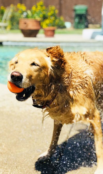 Doggy Pool Golden Retrieve