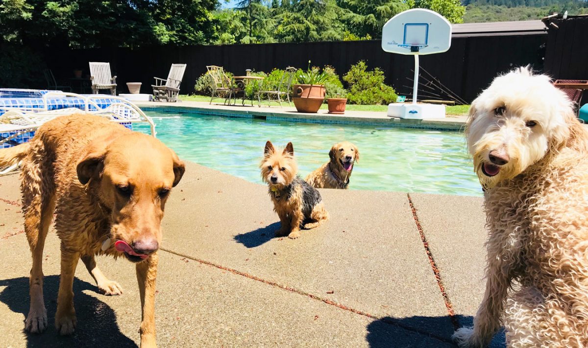 Dogs At Doggy Daycare Pool