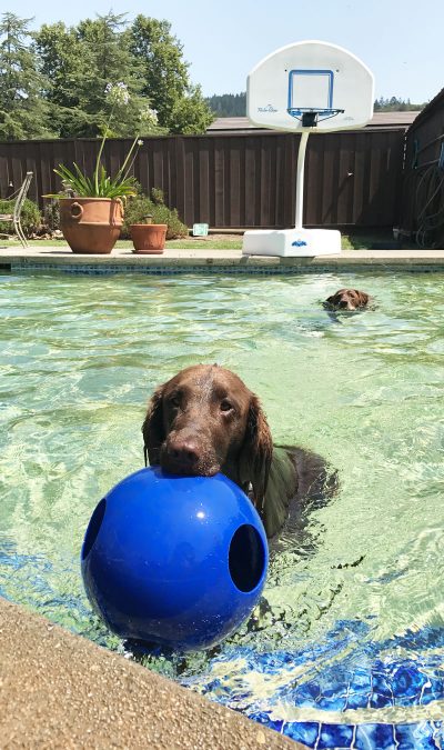 Happy Chocolate Lab at Pooches Pool