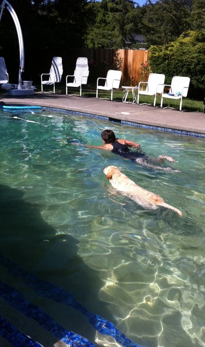 Swimming With Dogs