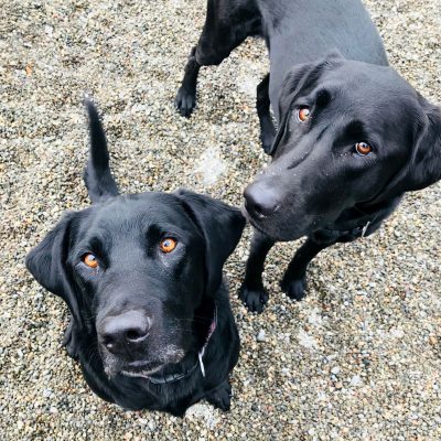 Two Black Labs With Brown Eyes