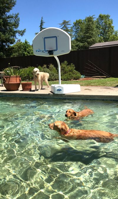 Water Dogs In Pool